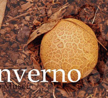 Museu no Inverno 2010 Museu no Inverno 2010