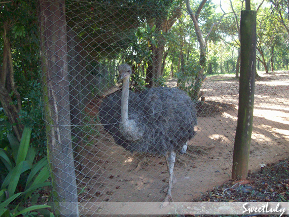 Animais Fantásticos e Onde Habitam