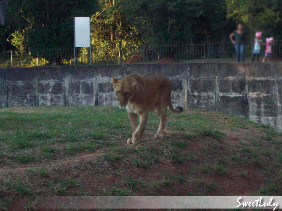 Animais Fantásticos e Onde Habitam