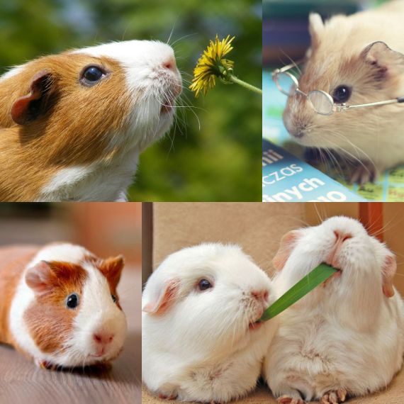 guineapig_02