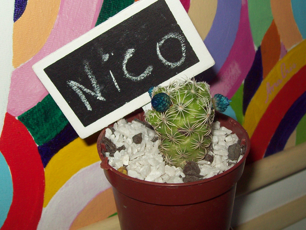 6 on 6 Novembro: Livre/Nico