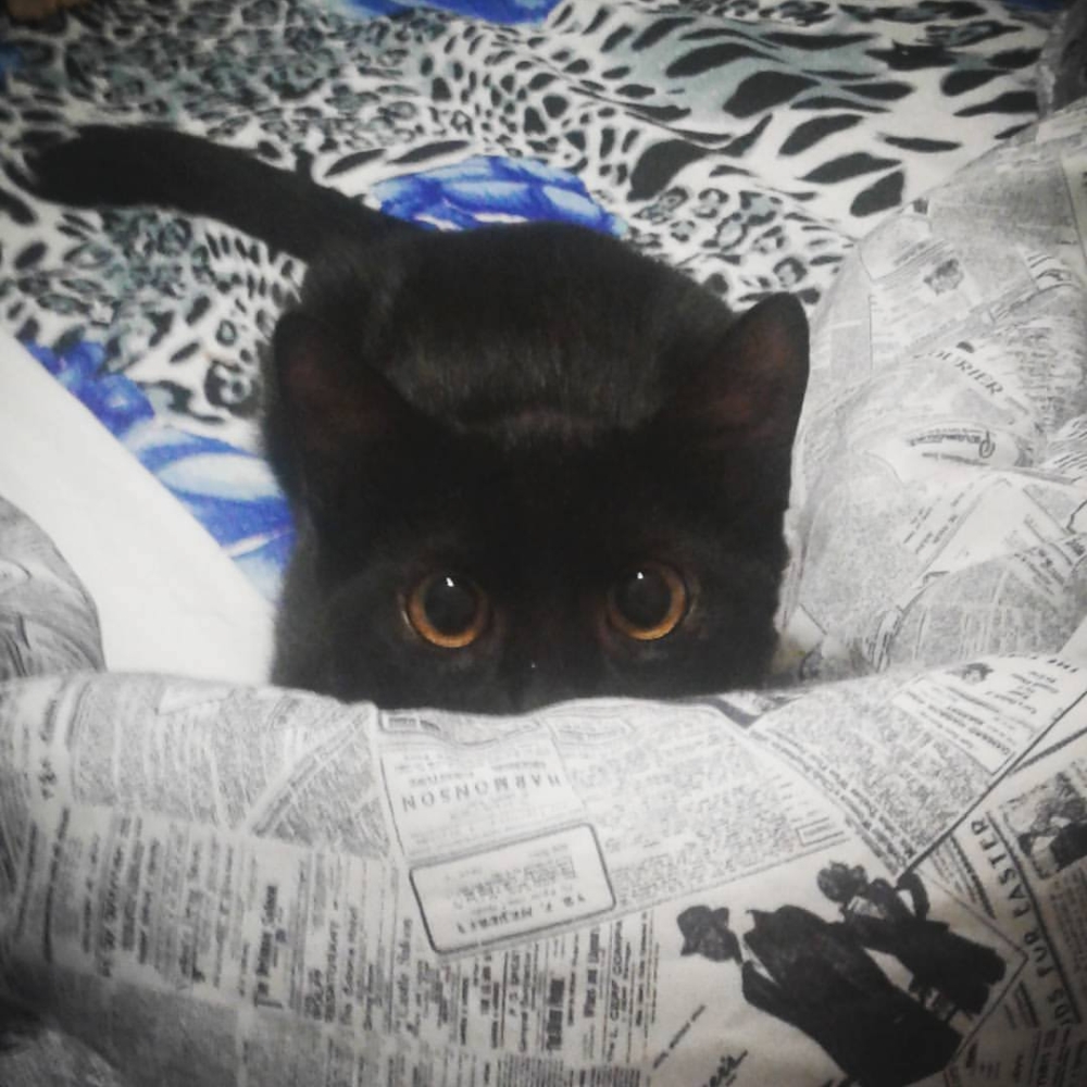 Arwen
