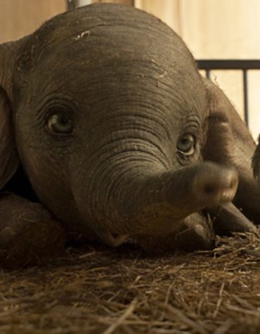 Dumbo Dumbo