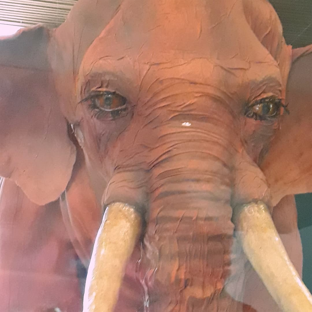 Rosto de um objeto cenográfico em forma de um grande elefante marrom com presas cor de marfim. Seus olhos têm grandes cílios pretos e ele olha diretamente para o expectador.