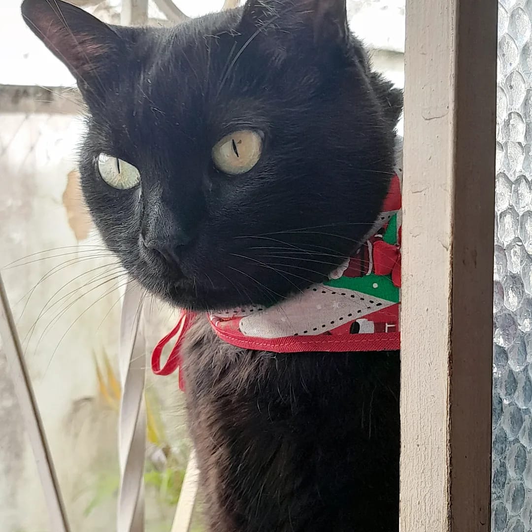 Foto de uma gata preta, em close, usando uma bandana de Natal no pescoço