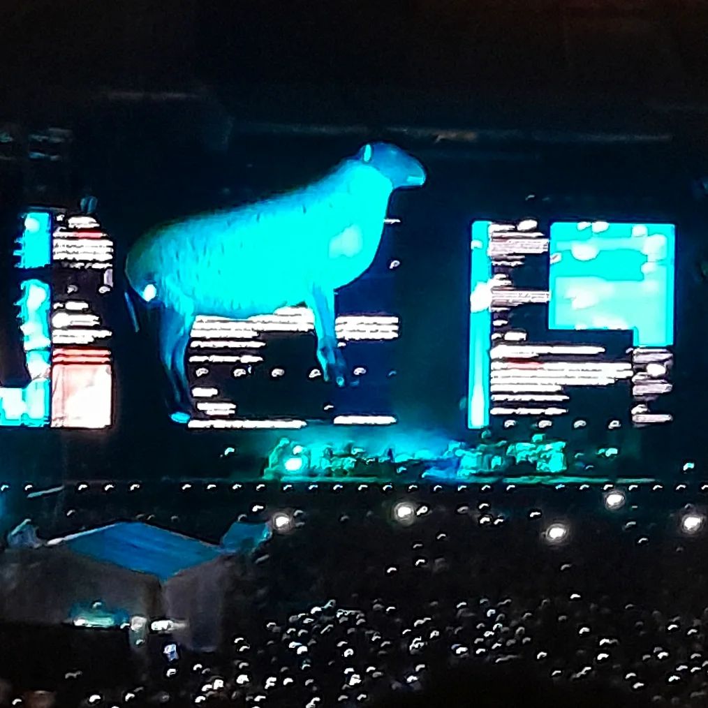 Intervalo do show onde uma ovelha gigante inflável sobrevoou a plateia.