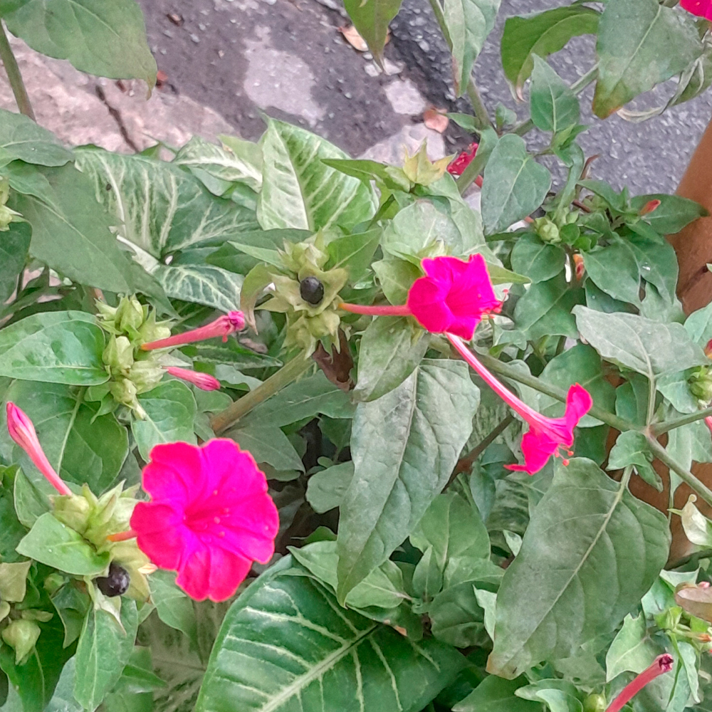 Close de um pequeno arbusto com flores cor-de-rosa vibrante, de formato alongado e pétalas delicadas. As folhas verdes têm veios brancos e textura firme. Ao fundo, parte do chão de cimento e algumas pedras estão parcialmente visíveis.