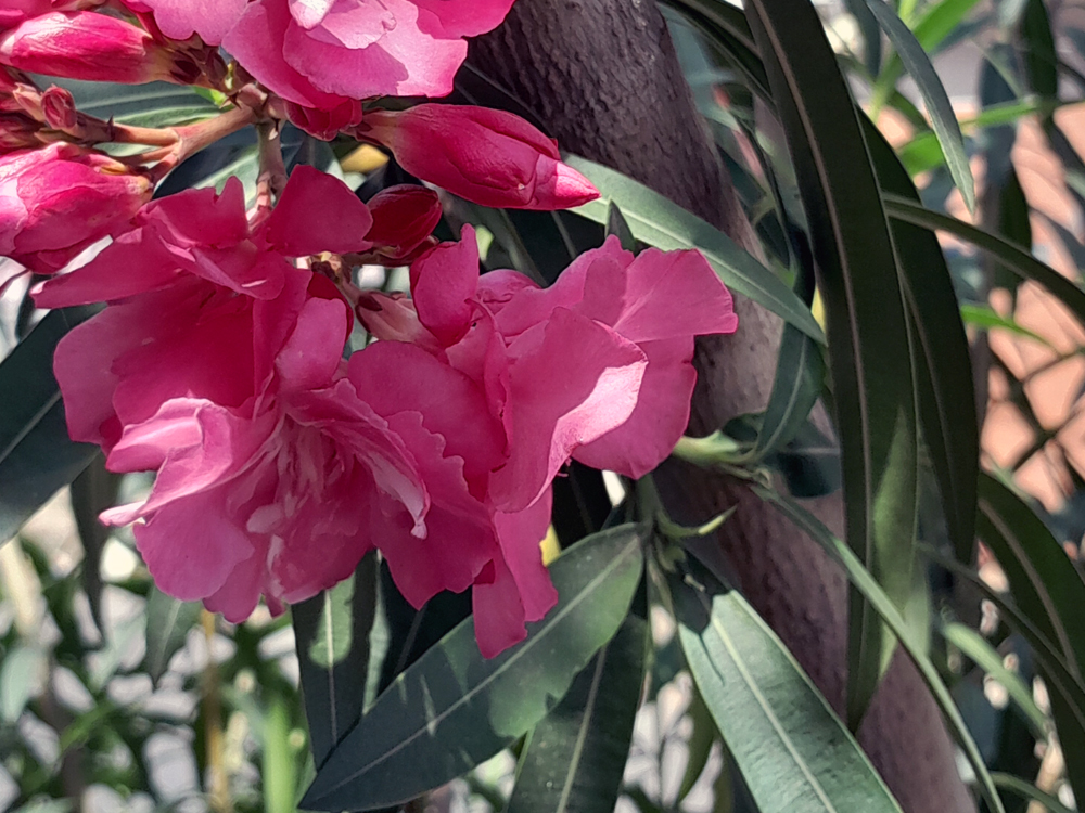 Close de flores cor-de-rosa vibrantes em um arbusto iluminado pelo sol, com folhas verdes e alongadas ao redor, criando um contraste natural delicado.