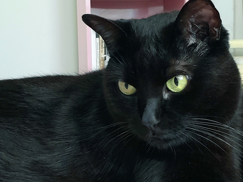Gata preta com olhos amarelos relaxado em ambiente interno, destaque para sua pelagem brilhante e cabelos bem cuidados.