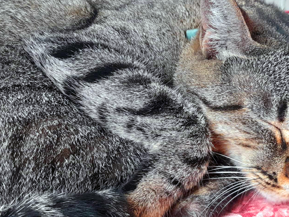 Gato rajado cinza dormindo encolhido sobre um tecido rosado. O close destaca as listras escuras do pelo, as patas dobradas e os bigodes delicados do animal em um momento tranquilo de descanso.