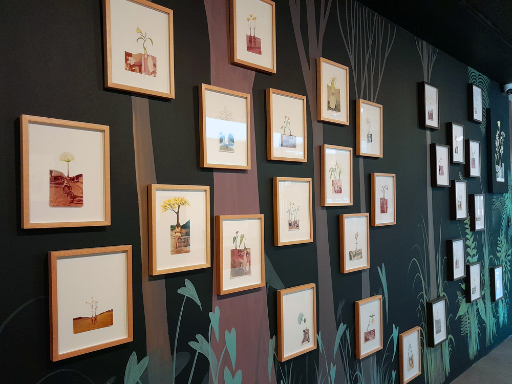 Vista parcial da exposição, onde diversas obras emolduradas ocupam uma parede com pintura de árvores e vegetação, criando a sensação de uma floresta. As colagens unem fotografias antigas em preto e branco a delicadas ilustrações botânicas em aquarela, formando figuras híbridas entre pessoas e plantas.