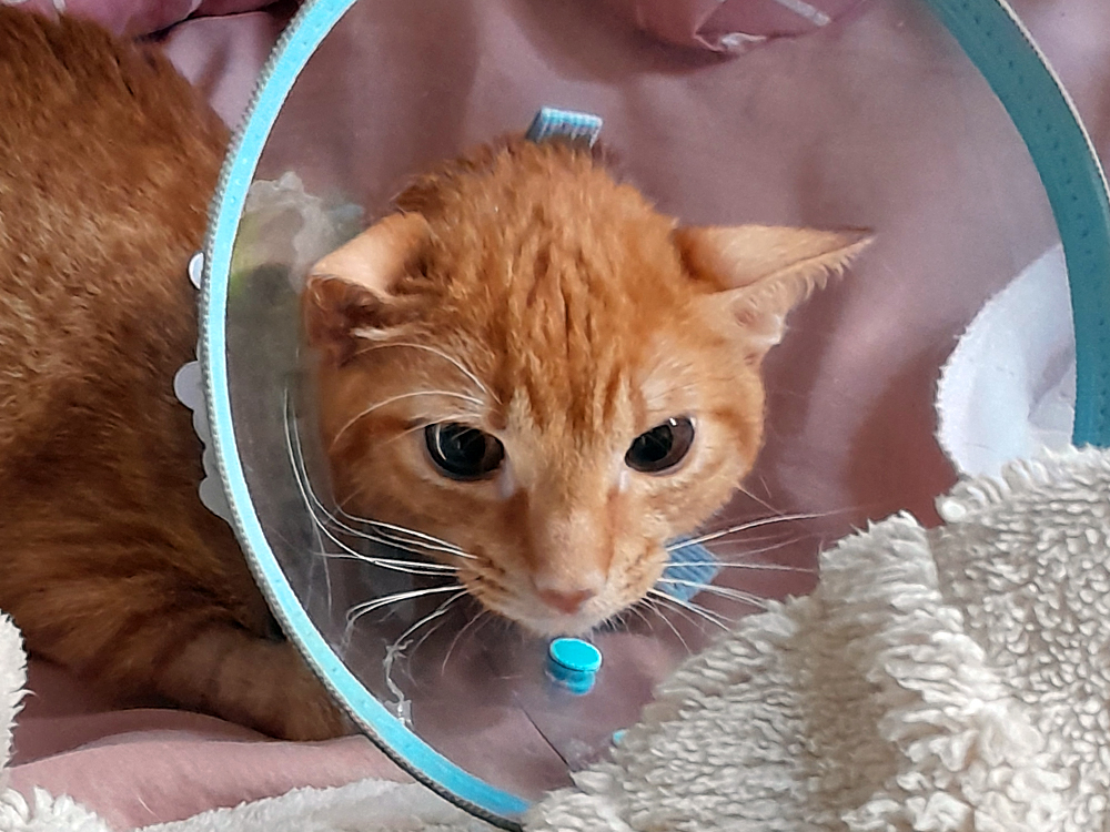 Gata filhote de pelagem alaranjada deitado sobre tecido rosa e parcialmente coberto por uma manta felpuda clara, usando um colar elizabetano transparente com acabamento azul. O rosto aparece no centro do cone, com grandes olhos escuros, orelhas erguidas e bigodes brancos em destaque.